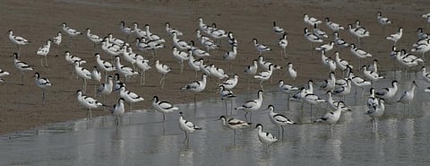 1 million migratory birds counted at Odisha’s Chilika lake