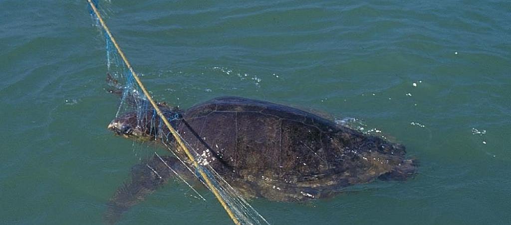 Trawler with live Olive Ridleys seized by forest guards in Gahiramatha