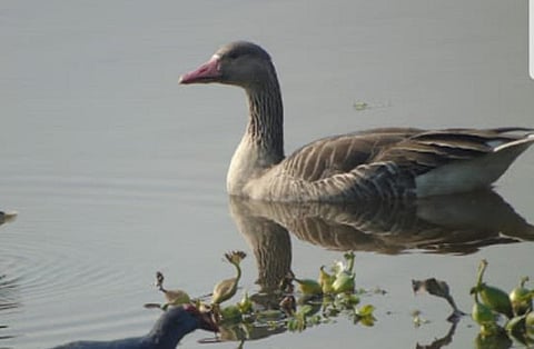 ओखला बर्ड सेंचुरी में काफी घट गई है प्रवासी पक्षियों की संख्या।फोटो: बिशन पपोला