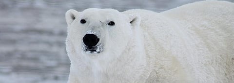 Global Eco Watch: Major ecological happenings of the week (January 20 – 26, 2020)