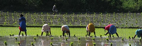 Budget 2020-21: Experts hope for more funds to boost farm income
