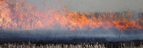 Economic Survey 2019-20: What it says on stubble burning