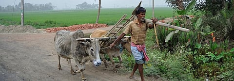 Economic Survey 2019-20: Agriculture growth stagnant in last 6 years