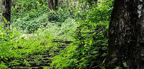 Economic Survey 2019-20: Afforestation under GIM over 126,916 ha