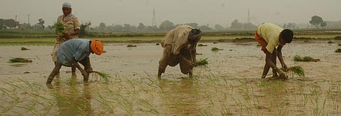 Agriculture sustains growth, but what about the whole year?