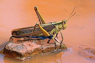 Locust attack: How swarms pose a threat to Indian farmers