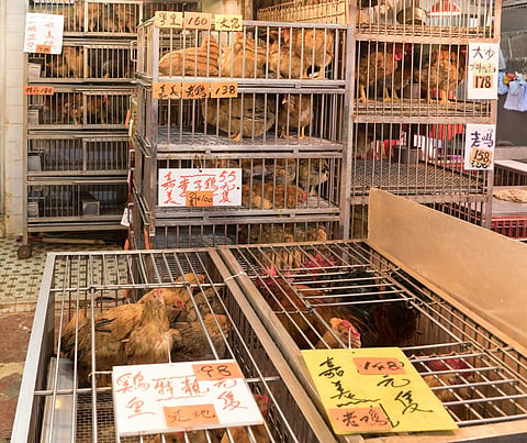 Re-creating live-animal markets in the lab lets researchers see how pathogens like coronavirus jump species