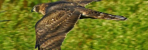 Report at migratory species CoP flags rapid decline in India’s raptor population
