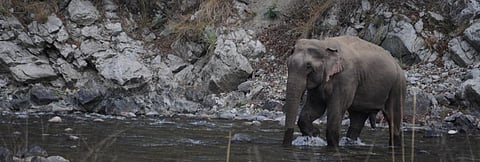 India bats for safekeeping elephant habitats, but is it ready itself?
