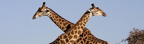 African countries propose concerted action to conserve giraffes at CMS CoP 13