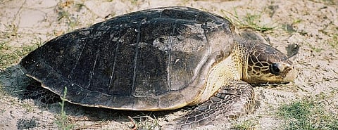 India will develop a policy to deal with stranded marine species, like the Olive Ridley turtle Photo: Wikimedia Commons
