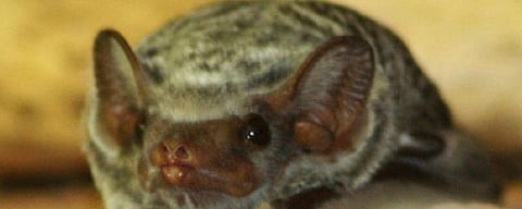 Why it’s important to study coronaviruses in African bats