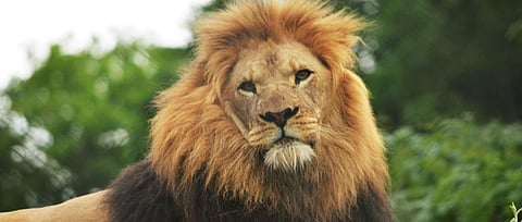 Nigeria and Senegal raise concern about NDF for trade in hunting trophies at CMS CoP 13