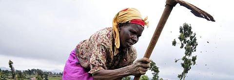 Africa's agri-productivity growth only 2% for 2019: Report