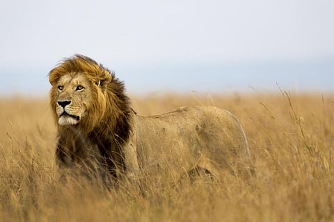 Photo : Istock