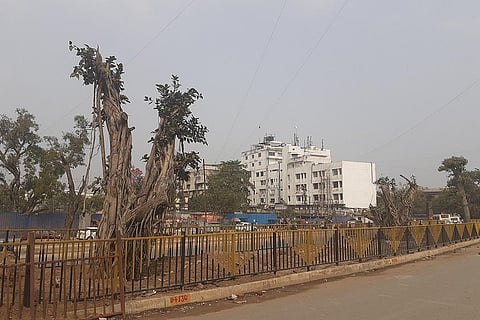 पटना में नव निर्मित आर ब्लॉक-दीघा रोड के किनारे ट्रांसलोकेट किये गए पेड़ सूख रहे हैं। फोटो: पुष्यमित्र
