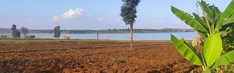 In Mysuru's HD Kotte, farmers in distress over falling yield 