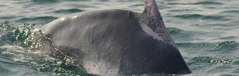 Dolphin population in Odisha's Gahirmatha halves: Annual census