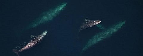 Solar storms can hamper whales' navigation, cause them to strand: Study  