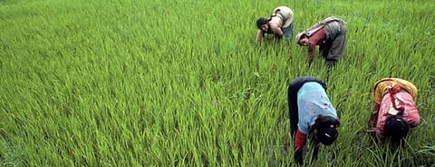 Higher agency helps small farmers reap globalisation benefits: Study