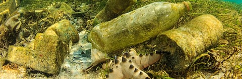 Coming up: New set of targets to protect the natural world