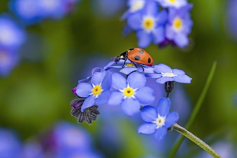 Weaving insect wildlife back into the tapestry of life