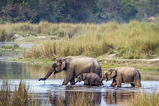 FULL COVERAGE: Conservation of Migratory Species of Wild Animals CoP in Gandhinagar