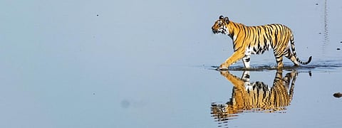 How Maharashtra’s dam on ‘Human’ river threatens tigers