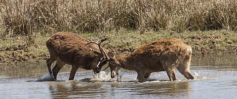 Two swamp deer lock horns in Kanha National Park, Madhya Pradesh. Photo: istock