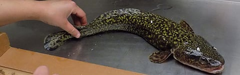 A burbot. Photo: Wikimedia Commons