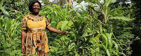 How agroforestry could solve climate crisis