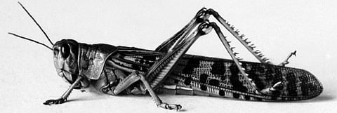 Fighting locust attacks: How about putting them on the plate