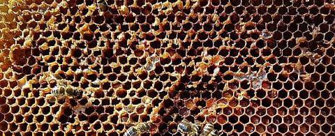Not so sweet: Honey production falls 40% in Bihar  