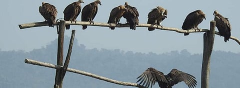 This unique Himachal ‘restaurant’ saves vulture species