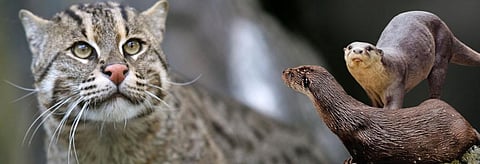 (From left) Fishing Cat, Eurasian Otter and Smooth-coated Otter. 