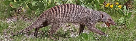 Changing animal behaviour in different terrain can impact spread of diseases: Study
