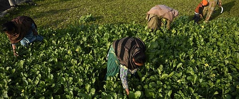 No end to discrimination against Punjab’s Dalit women labourers, says study