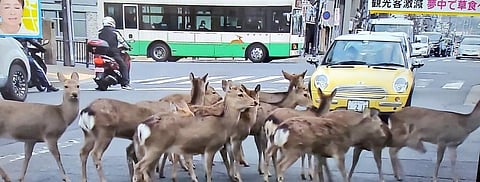 Deer in Nara city, Japan. Photo from Twitter
