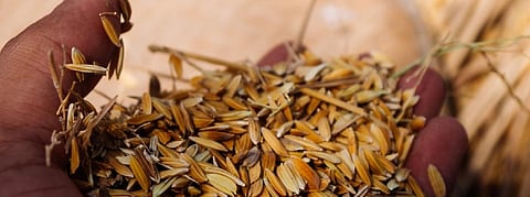 COVID-19 outbreak: Rajasthan cumin farmers face tough time finding buyers