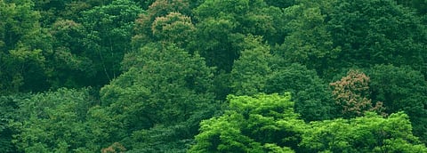 Javadekar says 69,000 ha of forest land diverted, govt data differs