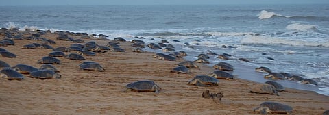 Olive Ridley ‘arribada’ at Odisha’s Gahiramatha ends