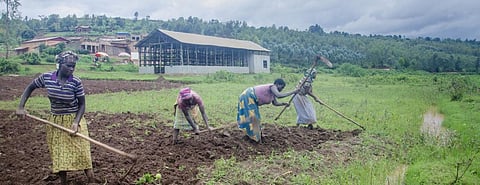 Women farming in Rwanda. Agriculture has been affected by the COVID-19 pandemic in East Africa. Photo: Christophe Hitayezu
