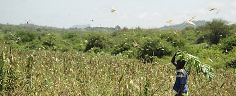 Kenyan farmers suffer as COVID-19, locust invasion threatens harvest 