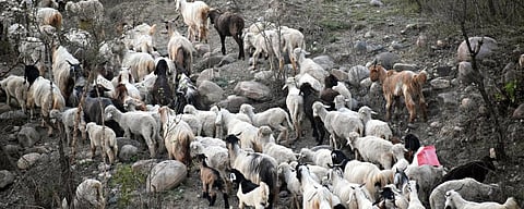 COVID-19: Himachal’s pastoral community in the shadow of lockdown 