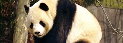 Global Eco Watch: Two giant pandas mate at empty Hong Kong zoo