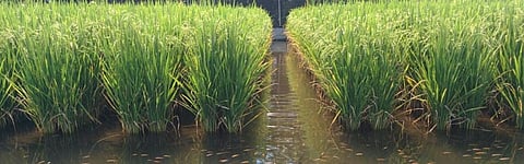 Rice-fish farming system in India is in urgent need of conservation and promotion