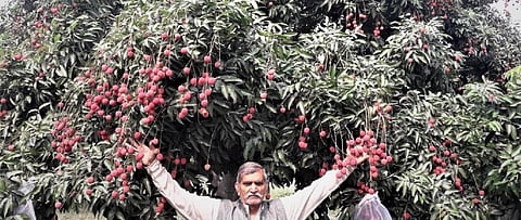 COVID-19 lockdown spells trouble for Bihar’s litchi growers