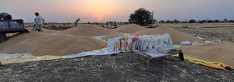 Punjab procures wheat in the shadow of COVID-19