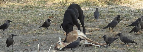 A female blackbuck being eaten by a feral dog in Rajasthan's Tal Chappar Wildlife Sanctuary. Photo: Sumit Dookia
