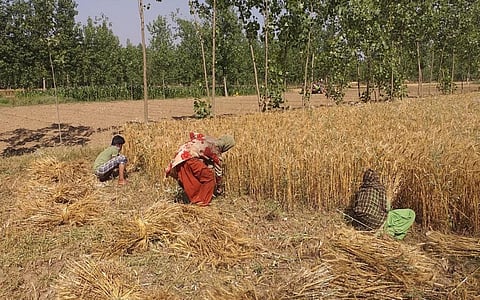 हरिद्वार में गेहूं की कटाई करते किसान। फोटो: वर्षा सिंह